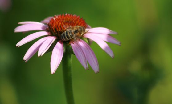 Unsere köstlichen Sommerkräuter