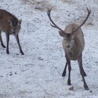 Rotwild-Fütterung im Bodinggraben