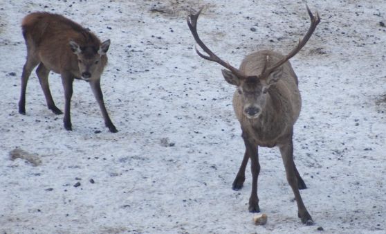 Rotwild-Fütterung im Bodinggraben