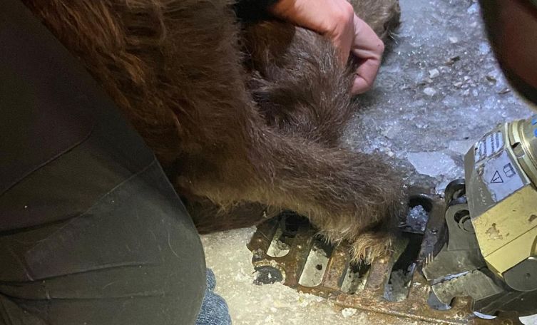 Hund steckte mit Pfote in Gitter fest