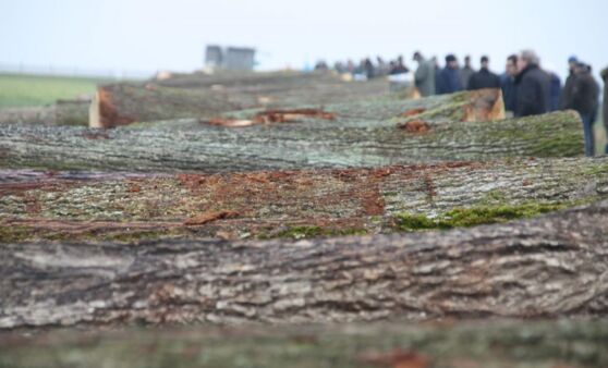12. Laubholz-Versteigerung in St. Florian
