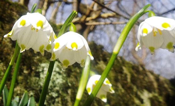 Scharnstein: Die Frühlingsvorboten " Die Schneeglöckchen blühen schon ".