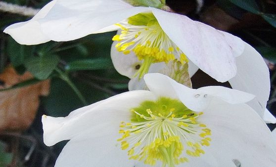 Die Blütenpracht der Frühlingsboten.