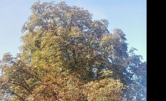 Waldspaziergänge sind ein Gesundbrunnen für Körper Geist und Seele