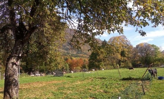 Almtal : Herbstliches Naturschauspiel .