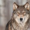 Tot aufgefundener Wolf im Bezirk Freistadt 