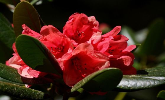 Arboretum St. Roman 2020