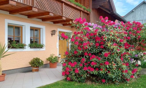 Rhododendronblüte dahoam