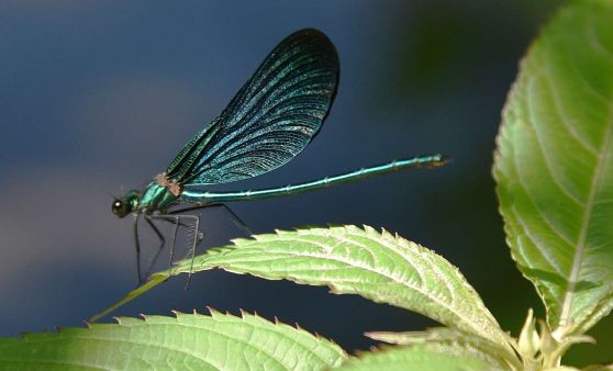 Blauflügel-Prachtlibelle