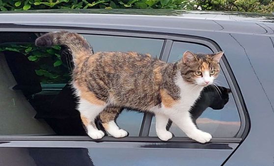 Katzenspaziergang auf Fensterdichtung