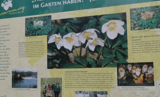 Schneerosen - Wanderung