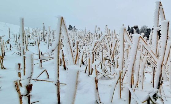 Schnappschüsse aus Haibach im Mühlkreis