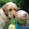 THERAPIEHUNDE IM KOMMEN