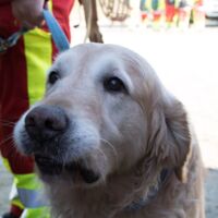 Über 350 Einsatzkräfte bei Katastrophenübung am Truppenübungsplatz Allentsteig