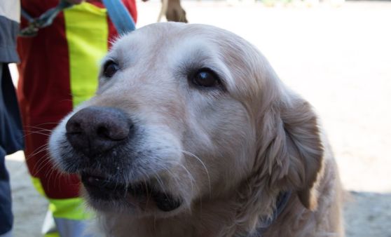 Über 350 Einsatzkräfte bei Katastrophenübung am Truppenübungsplatz Allentsteig