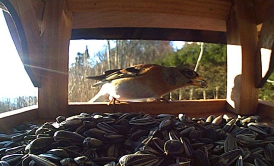 Beim Futterhäuschen