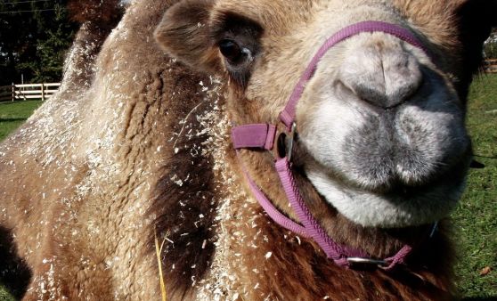 Was machen Kamele in Kirchberg?