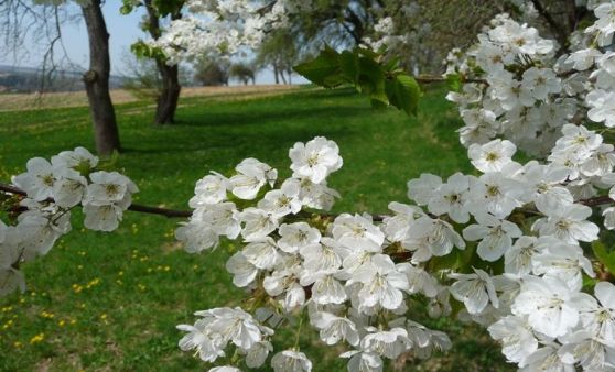 Leserfotos aus der Region Enns