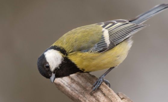 "Tipsi" präsentiert das Ergebnis zur Aktion "Stunde der Wintervögel"