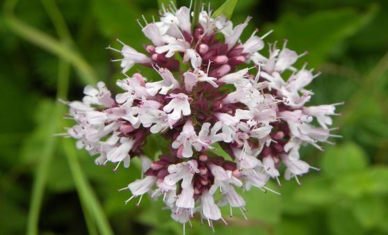 Valentinsgrüße aus dem Raaderwald