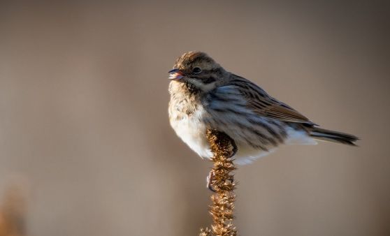 "Tipsi" präsentiert im Monat Februar das Ergebnis der Stunde der Wintervögel