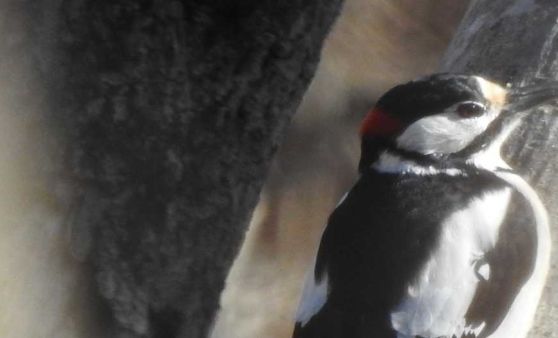 Vorgestellt: „Tipsi“ präsentiert die Berufsbilder der Vögel