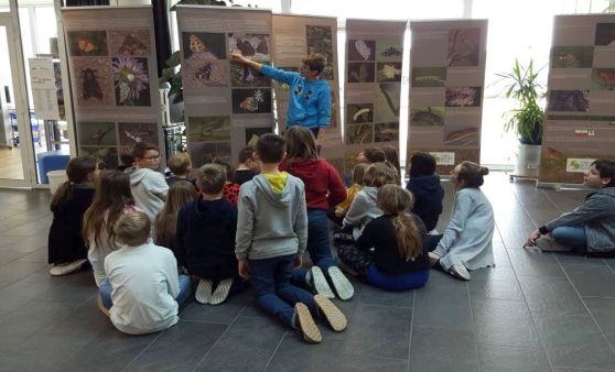 Insekten unter der Lupe