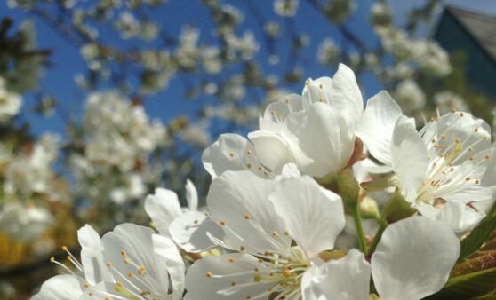 Bienen - herzlich willkommen