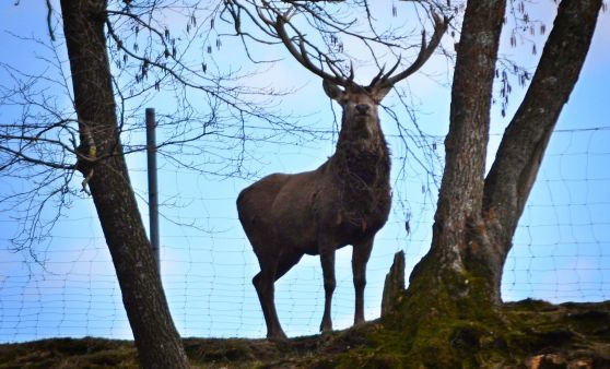 Auftritt des Königs