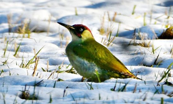 auf winterlicher Futtersuche