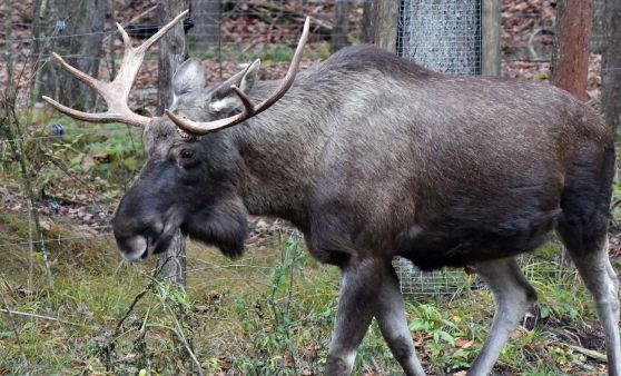 König der Nordlande