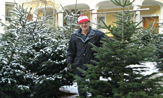 Christbäume vom heimischen Bauern