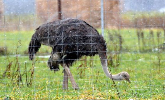 Ein Stück Afrika in OÖ.