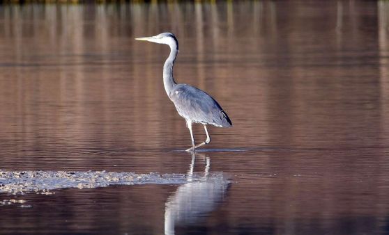Natur am Baggersee