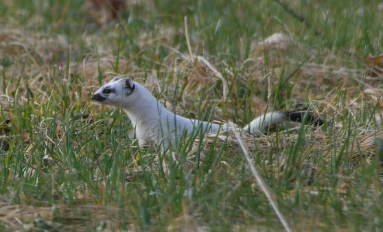 noch in Wintergarderobe