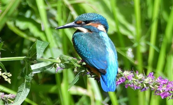 Die Eisvogelchallenge