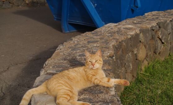 Tips-Leserreise: Tag 2 Teneriffa