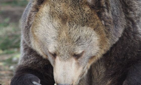 Frühlingserwachen im Bärenwald Arbesbach