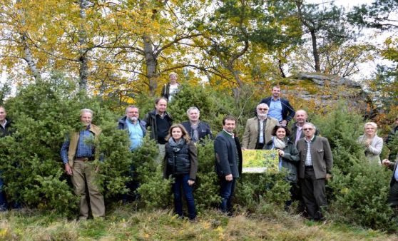Baum des Jahres 2017: Der „Wunderknabe“ Wacholder