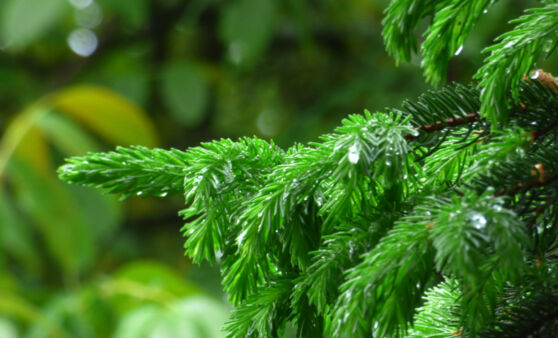 Fingerzeig der Natur