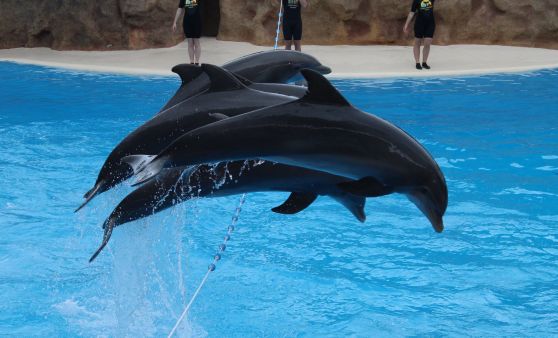 Tips Leser-Reise Woche 2 / Tag 6 - Loro Park