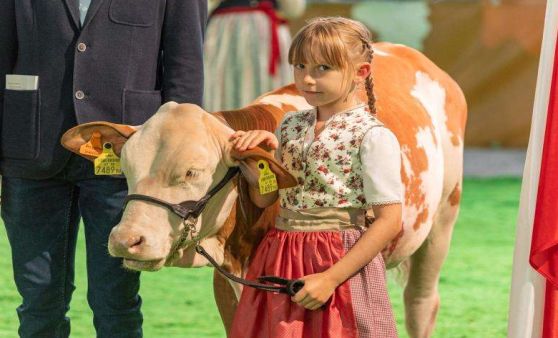 Bundesfleckviehschau und Rindfleischkirtag in Freistadt