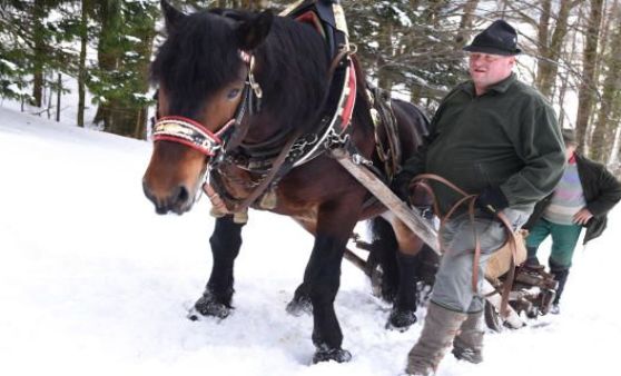 Holzrücken der Tiefgrabner Rosserer