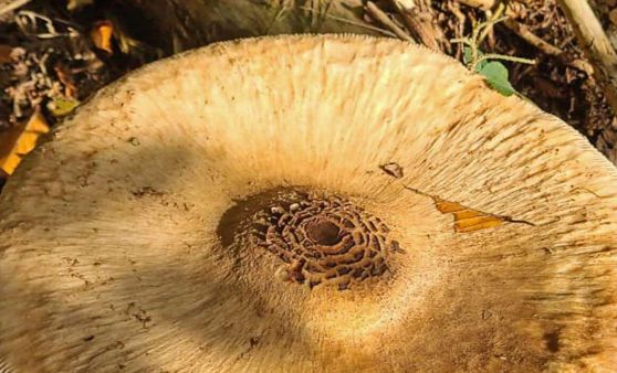 Große Freude über Pilzfund!