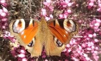 Frühling in Waxenberg