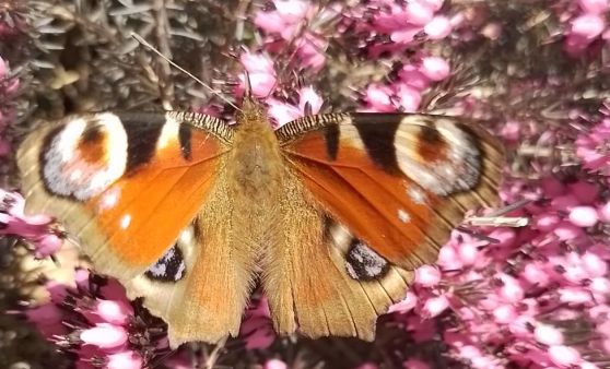 Frühling in Waxenberg