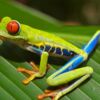 Costa Rica: Biologie im Land der Vielfalt