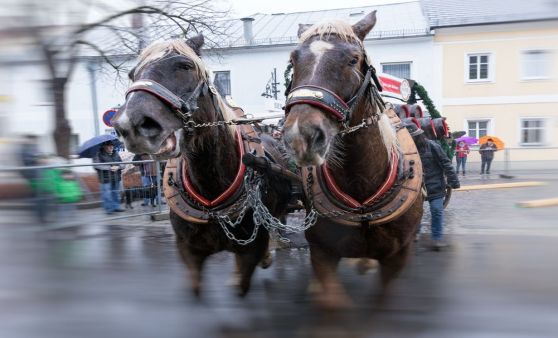 Josefimarkt Königswiesen