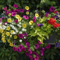 OÖ Gartenzeit Wolfsegg 2023 - TIPS Empfang / Konzert Seer