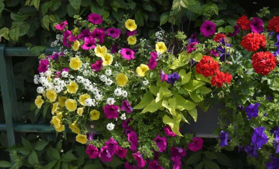 OÖ Gartenzeit Wolfsegg 2023 - TIPS Empfang / Konzert Seer